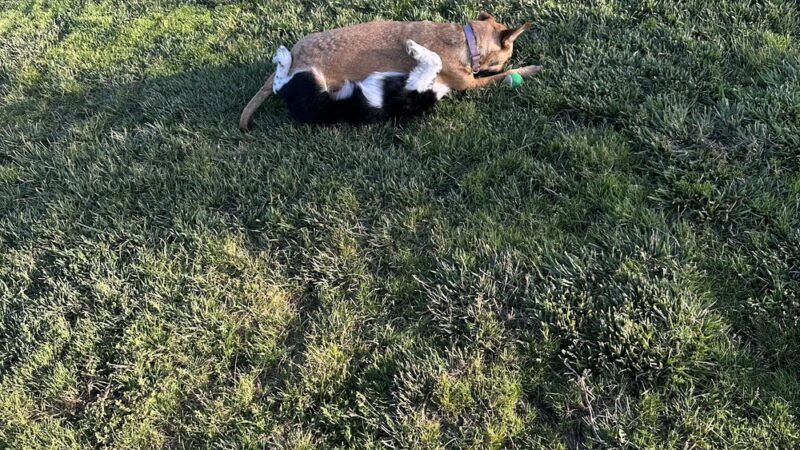 3rd Street Dog Park - Gilroy, CA