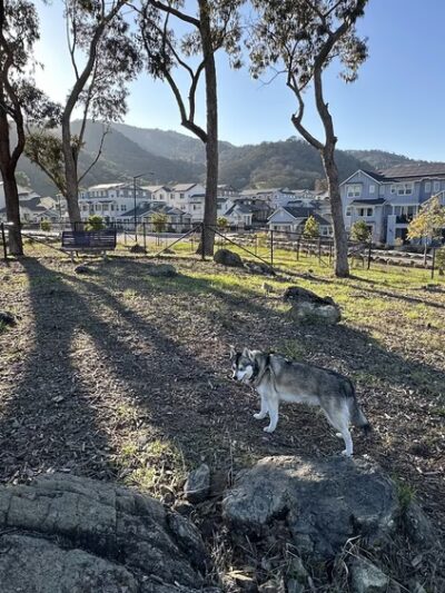 Glen Loma Ranch Dog Park - Gilroy, CA