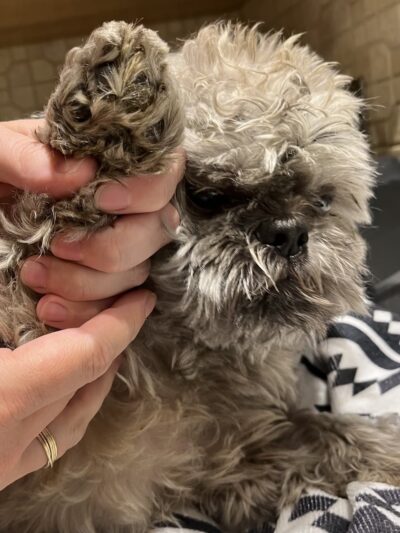 Paws 'n Claws - Girard - Girard, PA