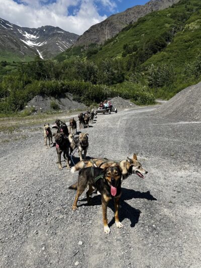 Girdwood Summer Sled Dog Adventure - Girdwood, AK