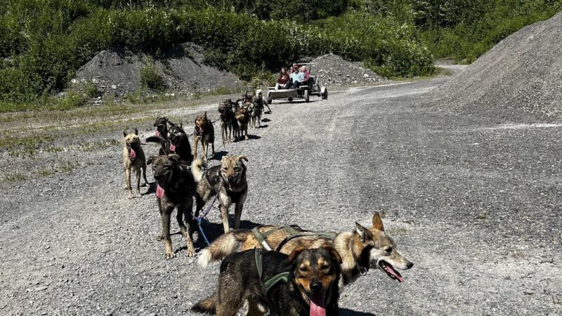 Girdwood Summer Sled Dog Adventure - Girdwood, AK