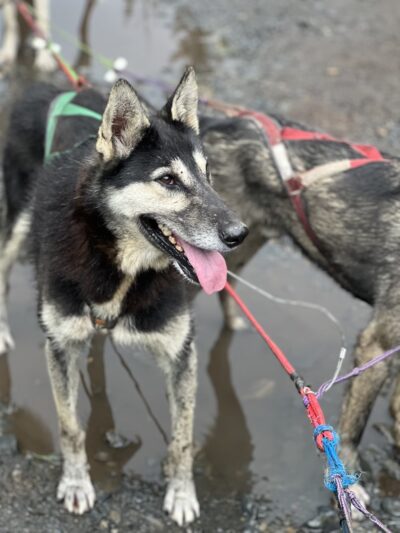 Girdwood Summer Sled Dog Adventure - Girdwood, AK