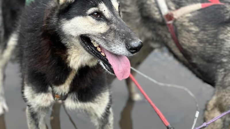 Girdwood Summer Sled Dog Adventure - Girdwood, AK
