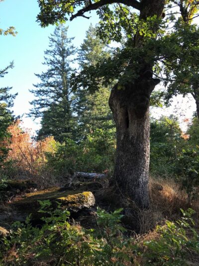 Gladstone Nature Park - Gladstone, OR