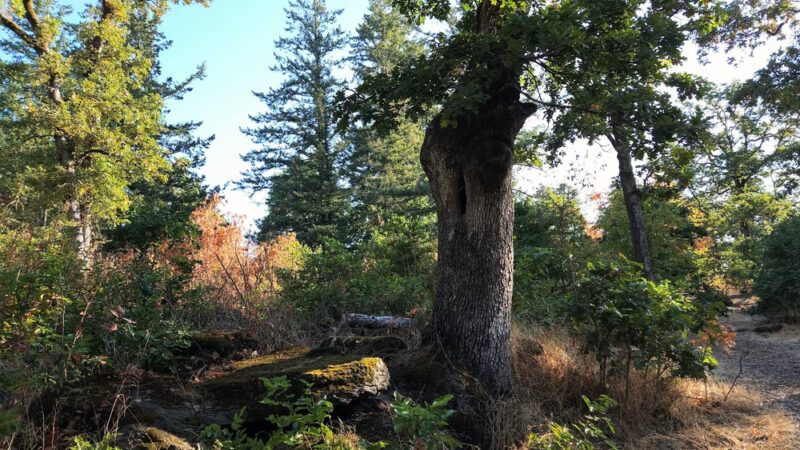 Gladstone Nature Park - Gladstone, OR