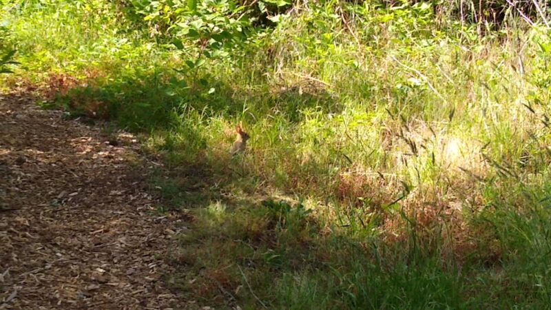 Gladstone Nature Park - Gladstone, OR