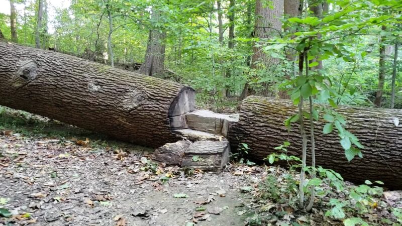 Natural Lands' Saunders Woods Preserve - Gladwyne, PA