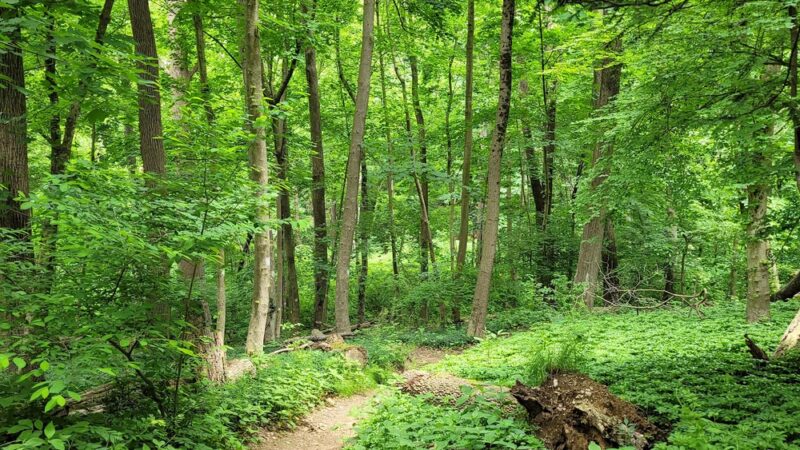 Natural Lands' Saunders Woods Preserve - Gladwyne, PA