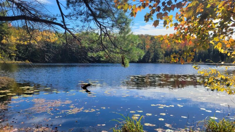 Dog Lake Shelter - Gleason, WI