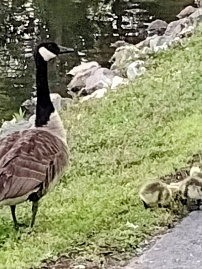 Lake Innsbrook - Glen Allen, VA