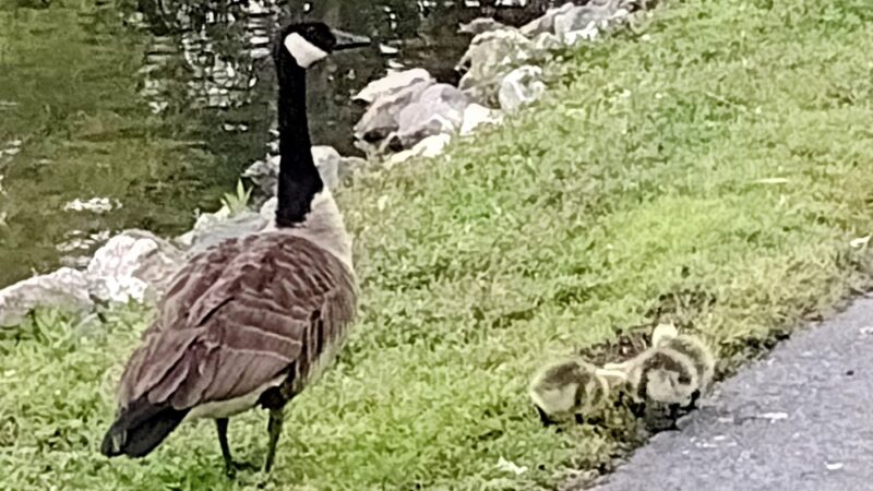 Lake Innsbrook - Glen Allen, VA