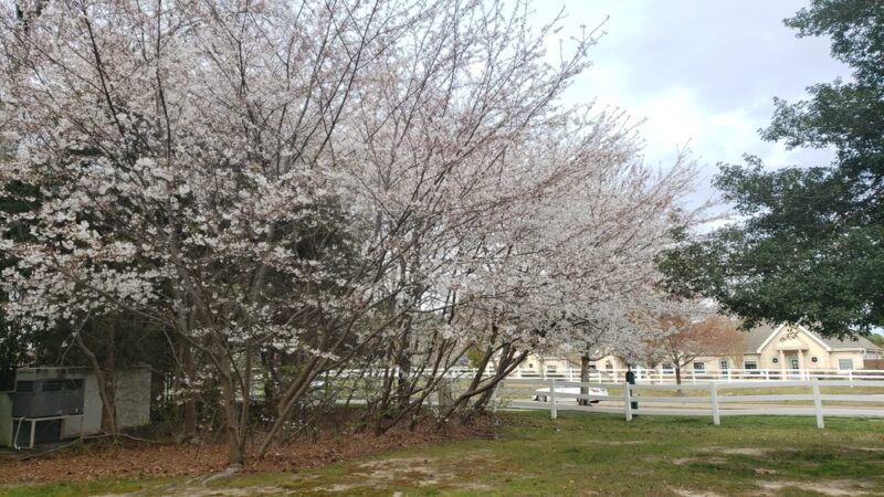Magnolia Ridge Park - Glen Allen, VA