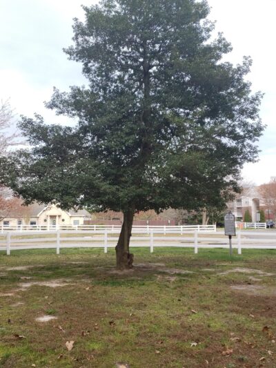 Magnolia Ridge Park - Glen Allen, VA