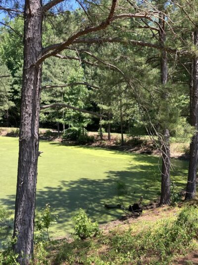 Springfield Park - Glen Allen, VA