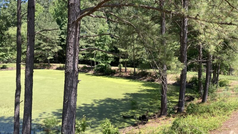 Springfield Park - Glen Allen, VA