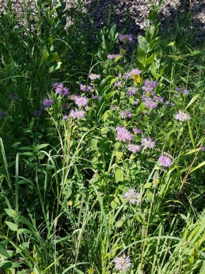 Glencoe Park - Glencoe, IL