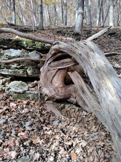 Trail Among the Trees trailhead - Glencoe, MO