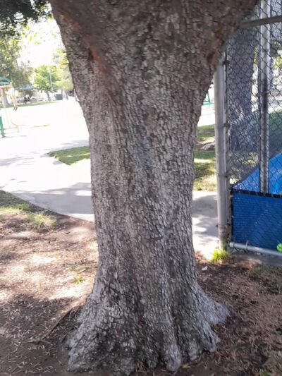 Maple Park - Glendale, CA