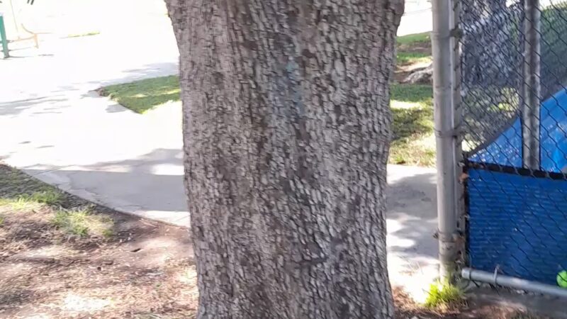 Maple Park - Glendale, CA