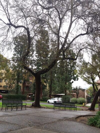 Piedmont Park - Glendale, CA