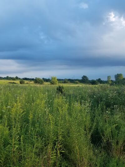 East Branch Forest Preserve - Glendale Heights, IL