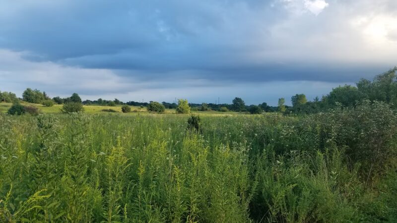 East Branch Forest Preserve - Glendale Heights, IL