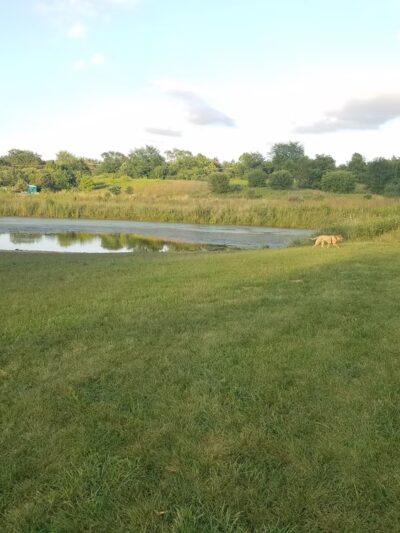East Branch Forest Preserve - Glendale Heights, IL