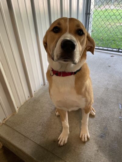 Lewis County Humane Society - Glenfield, NY