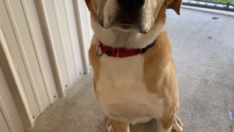 Lewis County Humane Society - Glenfield, NY