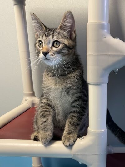 Lewis County Humane Society - Glenfield, NY