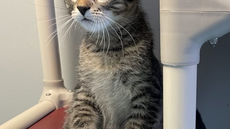 Lewis County Humane Society - Glenfield, NY