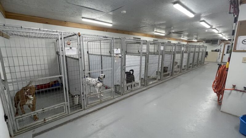 Lewis County Humane Society - Glenfield, NY