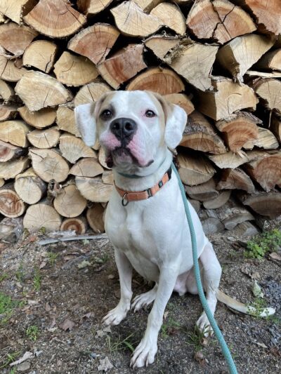 Lewis County Humane Society - Glenfield, NY