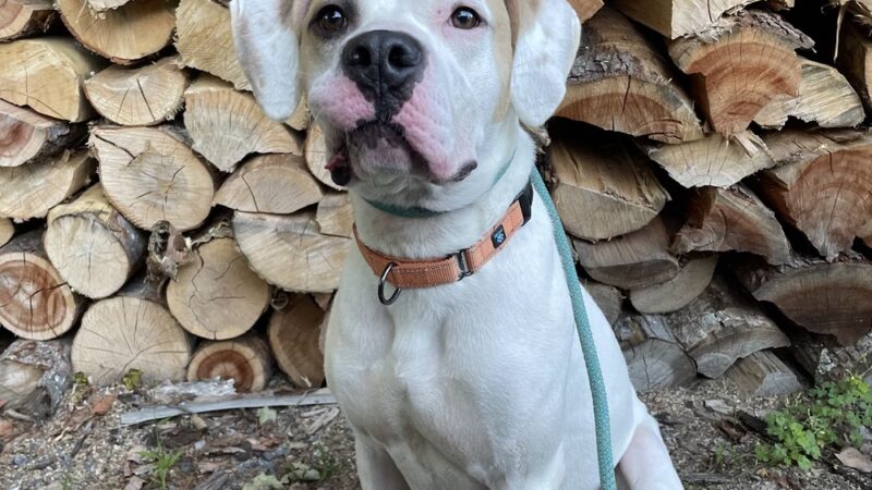 Lewis County Humane Society - Glenfield, NY