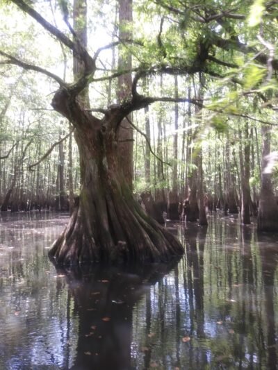 Spring Creek - Glenmora, LA