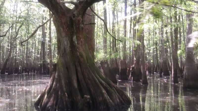 Spring Creek - Glenmora, LA