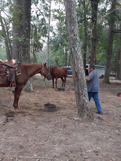 Spring Creek - Glenmora, LA
