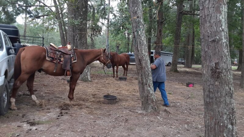 Spring Creek - Glenmora, LA