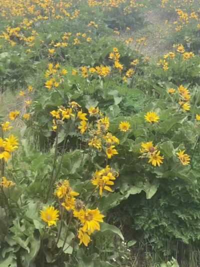 Dog Mountain Trailhead - Glenoma, WA