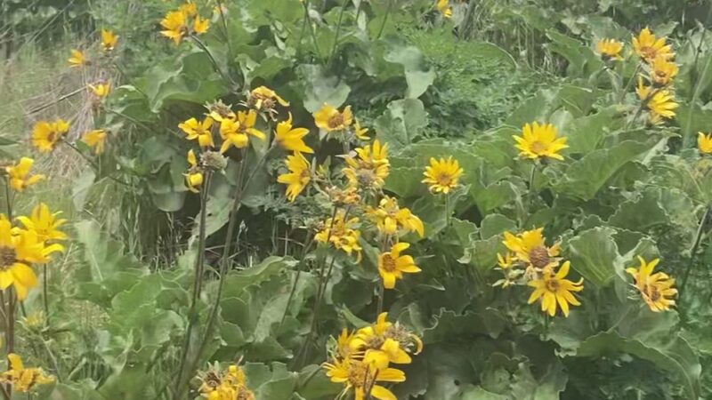 Dog Mountain Trailhead - Glenoma, WA