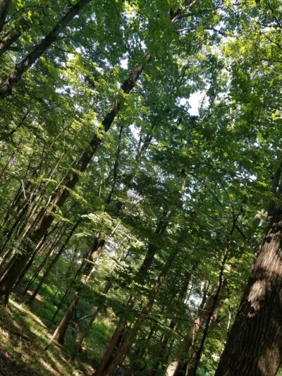 Ellen Hughes Park - Glenshaw, PA