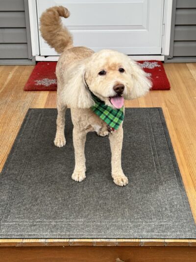 The Dog Stop - Allison Park, PA - Glenshaw, PA