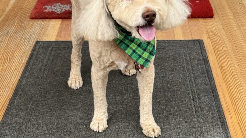 The Dog Stop - Allison Park, PA - Glenshaw, PA