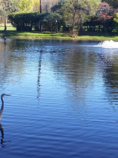 Long Lost Duck Pond - Glenside, PA