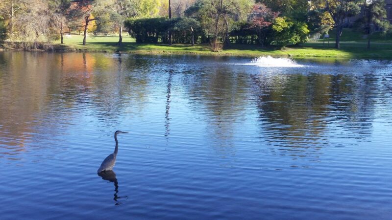 Long Lost Duck Pond - Glenside, PA