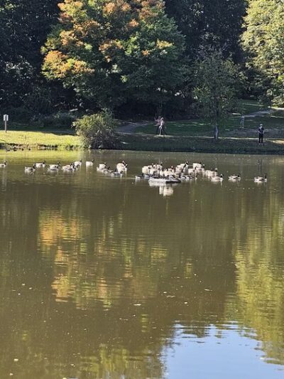 Long Lost Duck Pond - Glenside, PA