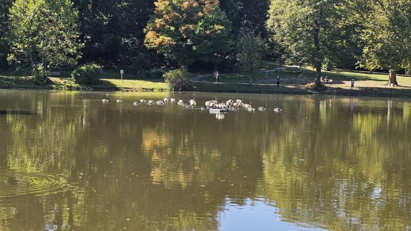 Long Lost Duck Pond - Glenside, PA