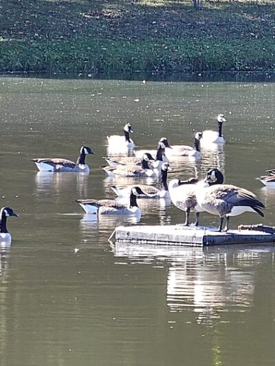 Long Lost Duck Pond - Glenside, PA