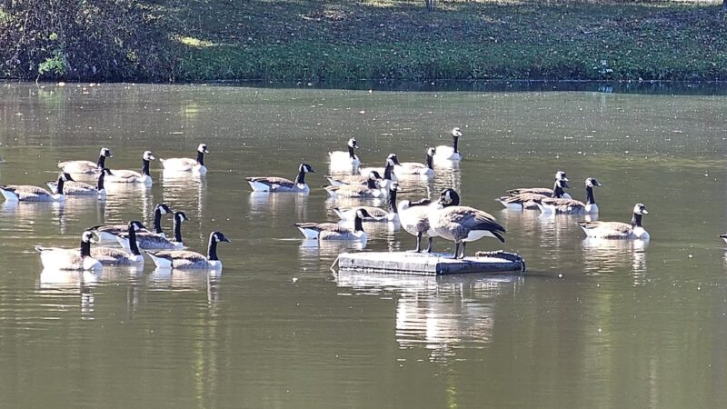 Long Lost Duck Pond - Glenside, PA