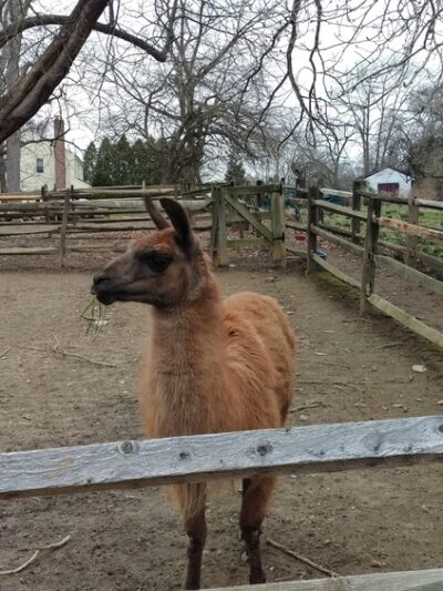 Long Lost Duck Pond - Glenside, PA